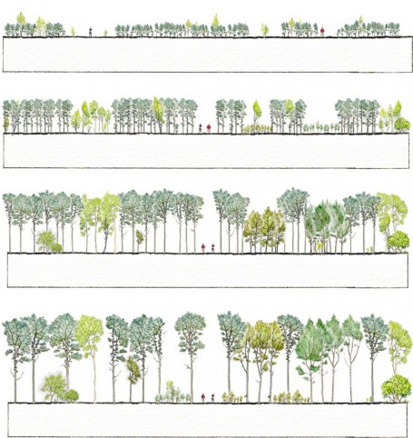 Visto en Pinterest: desarrollo de un bosque de Fagus sylvatica combinado con Fraxinus excelsior. Anders Busse Nielsen & Rasmus Bartholdy Jensen. Enlace.
