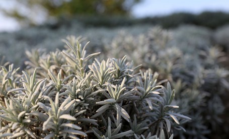 L. lanata es la lavanda con las hojas más gris-plateado. Foto: Wikimedia.