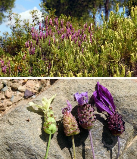 Imagen de Lavandula pedunculata y L. viridis en estado silvestre, en el Algarve (Portugal). Las zonas de distribución de ambas especies se solapan y a menudo se crean híbridos naturales. Foto: Alexandre Moleiro.