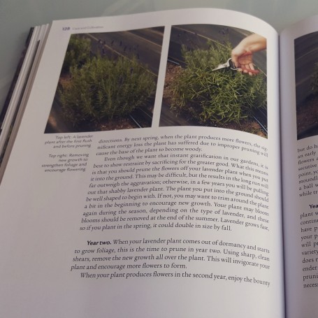 lavender-handbook-poda